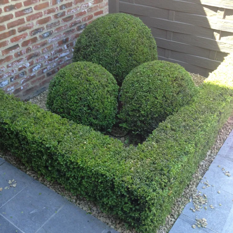 Tuinrealisatie door Lumen bv